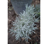 Лаванда Гроссо (Lavandula intermedia Grossow)